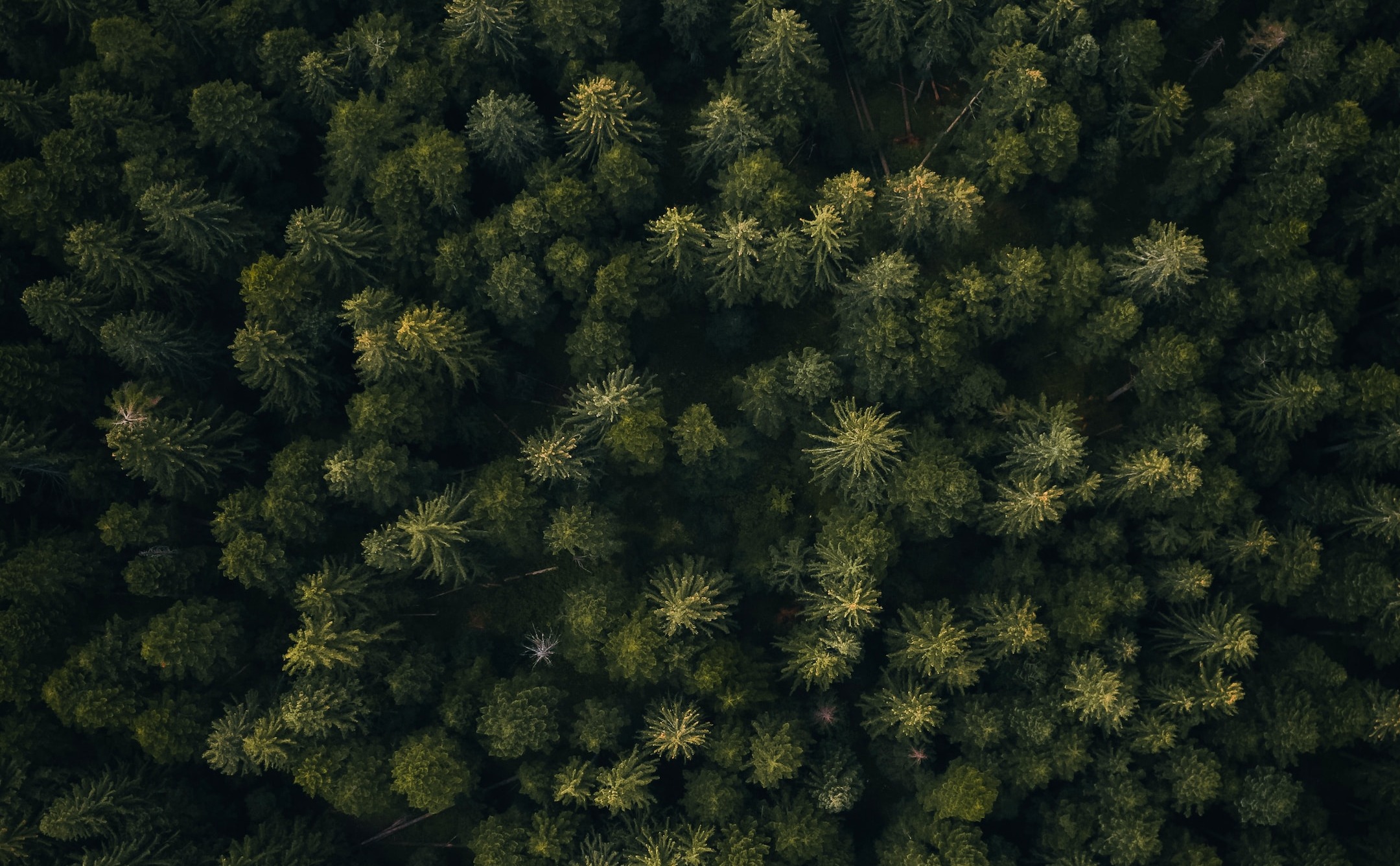 obsidian+插件+CouchDB实时同步